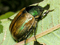 Anomala dubia